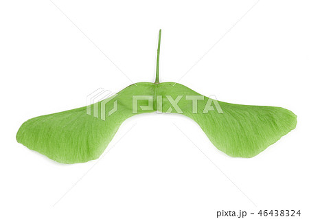 Green maple seeds isolated on white background Green maple seeds isolated on white background 46438324