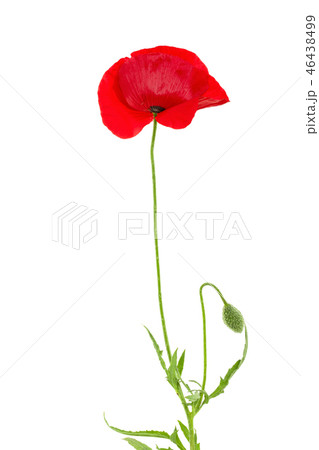 red poppy flower isolated on white background red poppy flower isolated on white background 46438499