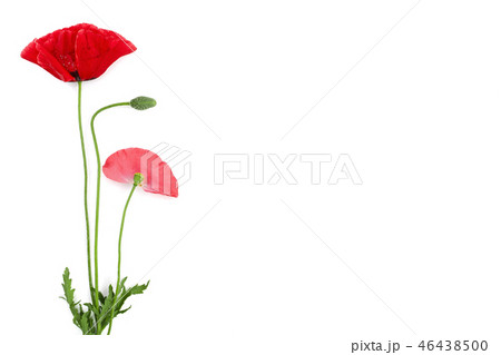 red poppy flower isolated on white background with copy space for your text red poppy flower isolated on white background with copy space for your text 46438500