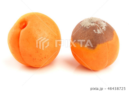 rotten and good apricot isolated on white background closeup 46438725