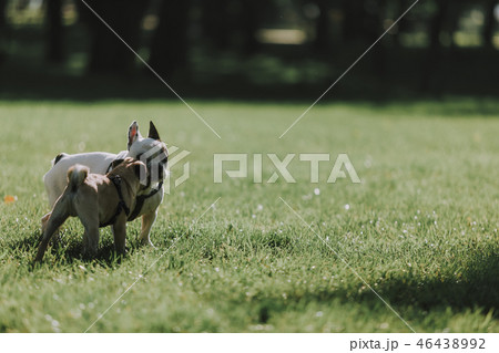 Two cute dogs are walking on green grass Two cute dogs are walking on green grass 46438992