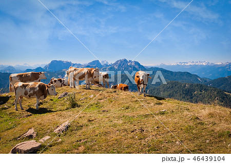 Cows are grazed on a summer meadow in mountains Cows are grazed on a summer meadow in mountains 46439104