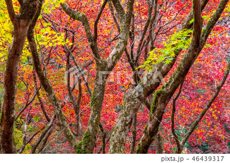 滋賀の秋景色 紅葉の鶏足寺境内 滋賀の秋景色 紅葉の鶏足寺境内 46439317