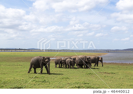 Herd of elephants in Kaudulla National Park, Sri Lanka Herd of elephants in Kaudulla National Park, Sri Lanka 46440012