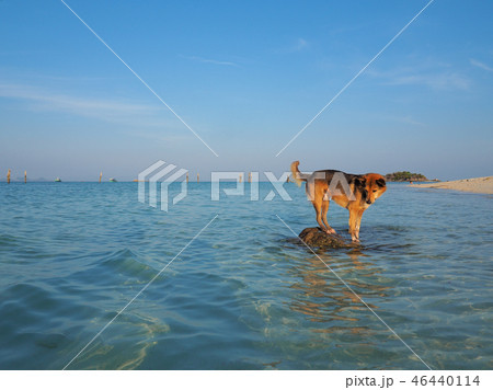 海と犬 at タイ・リペ島 / dog and sea, Lipe island, Thailand 海と犬 at タイ・リペ島 / dog and sea, Lipe island, Thailand 46440114