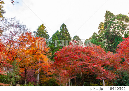 滋賀の秋景色 紅葉の鶏足寺境内 滋賀の秋景色 紅葉の鶏足寺境内 46440592