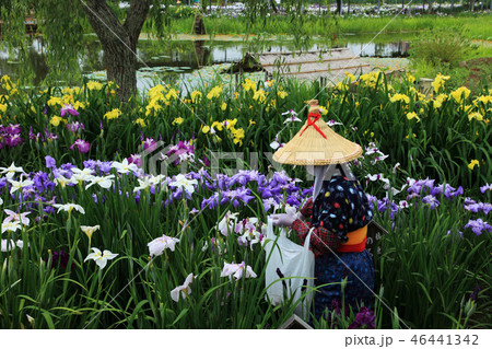 佐原水郷あやめ祭り 46441342