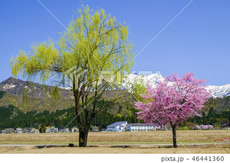 若柳と可愛い桜 46441360