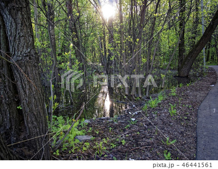 paved path through the Park in the early morning 46441561