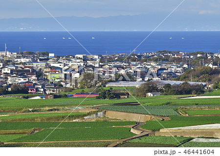 【神奈川県三浦市】 市街地と農地 【冬の大根畑】 46441604