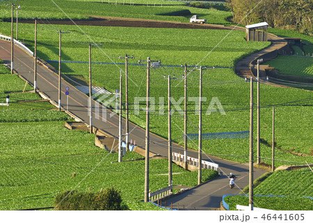 【神奈川県三浦市】 農業地 【冬の大根畑】 46441605