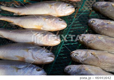 魚 乾燥 イシモチ 46441642