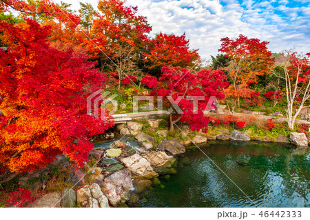 勝尾寺の弁天池と紅葉 勝尾寺の弁天池と紅葉 46442333