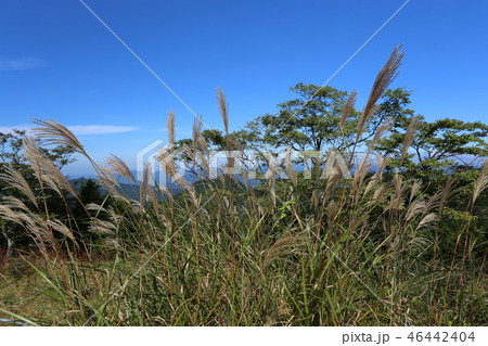 大台ケ原 46442404