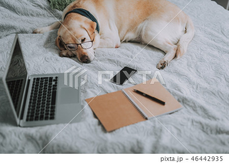 Close up of a sleeping dog on the bed Close up of a sleeping dog on the bed 46442935