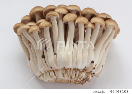 ぶなしめじ 46443103