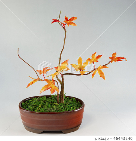 樹脂粘土で作ったモミジ(花実アート) 樹脂粘土で作ったモミジ(花実アート) 46443240