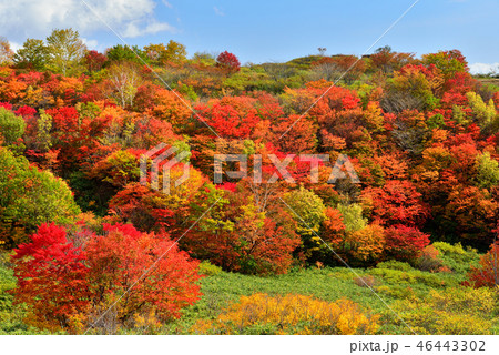 八幡平の紅葉 46443302
