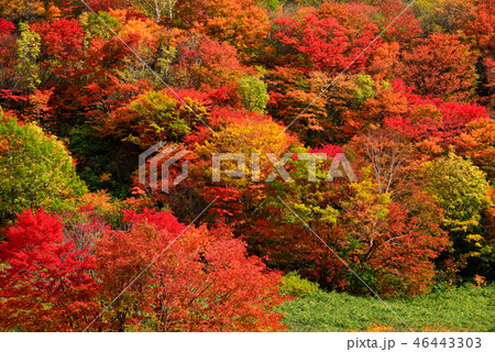 八幡平の紅葉 八幡平の紅葉 46443303