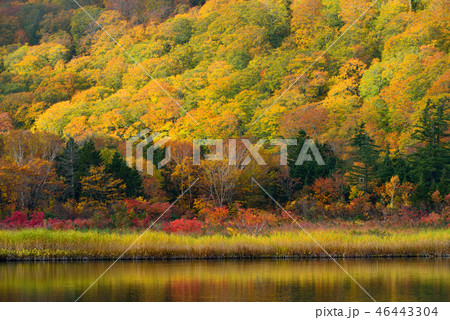 八幡平の紅葉 46443304