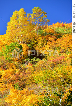 八幡平の紅葉 八幡平の紅葉 46443317