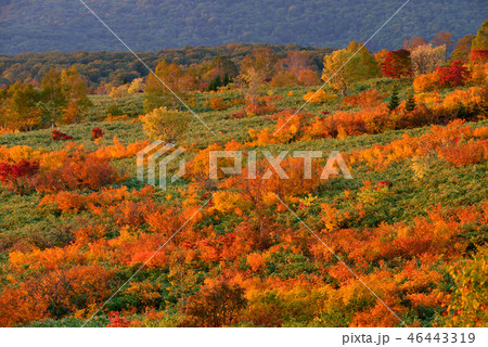 八幡平の紅葉 46443319