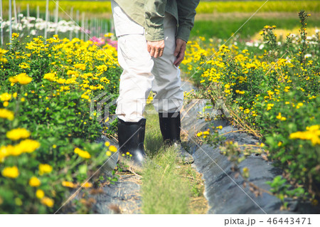 農業　花卉栽培 46443471
