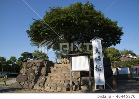 夫婦椿(八重垣神社) 夫婦椿(八重垣神社) 46445570