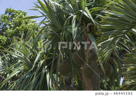 タコノキ 46445593