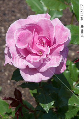 ショッキングブルー ショッキングブルー 46446117