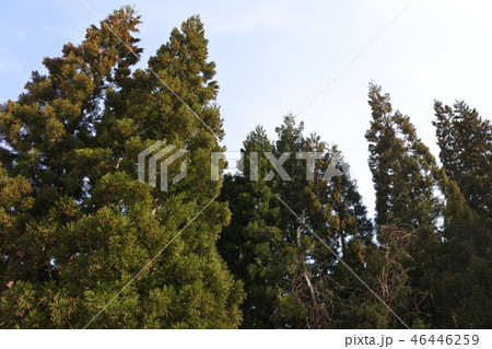 杉の木 杉の木 46446259