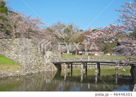 春の彦根城 46446301