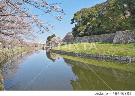 春の彦根城 46446302