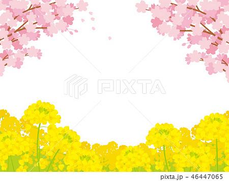 桜と菜の花 背景イラストのイラスト素材
