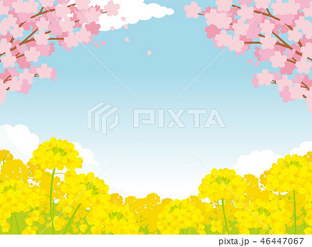 桜と菜の花 背景イラストのイラスト素材