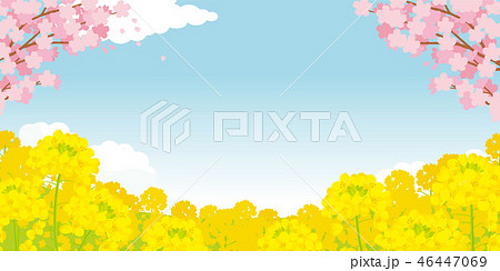 桜と菜の花　背景イラスト 46447069