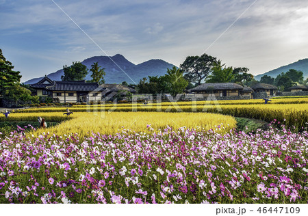 ウェアム民俗村 花 コスモス 46447109