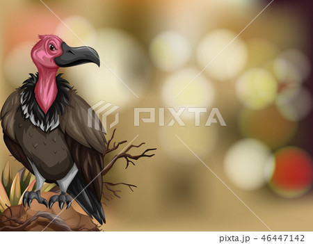 A vulture on blurry background 46447142