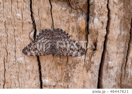 Guatemalan Cracker Butterfly Guatemalan Cracker Butterfly 46447621