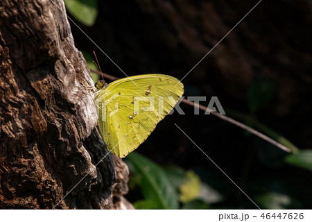 Cloudless Sulphur Butterfly 46447626