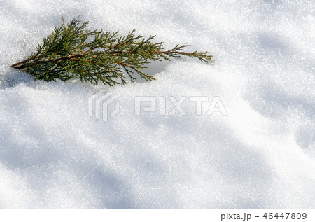 Juniper bush in deep snow. Frosty winter 46447809