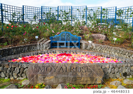 水俣エコパークバラ園 水俣エコパークバラ園 46448033