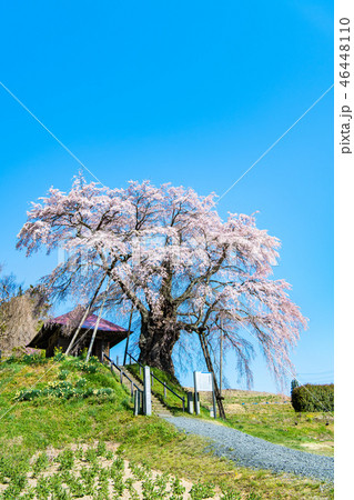 福島県郡山市 上石の不動ザクラ 46448110