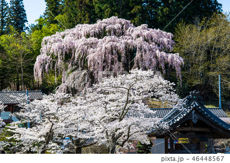 福島県三春町 福聚寺の桜 福島県三春町 福聚寺の桜 46448567