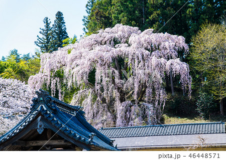 福島県三春町 福聚寺の桜 46448571