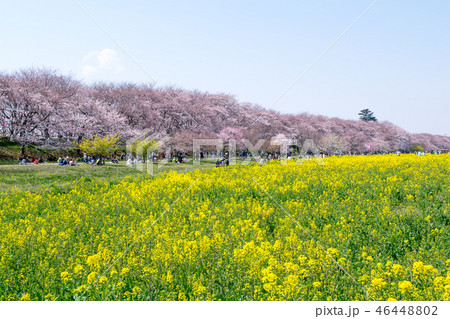 埼玉県　幸手市　桜と菜の花・幸手権現堂桜堤（さってごんげんどうさくらつつみ） 46448802