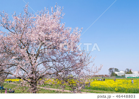 埼玉県　幸手市　桜と菜の花・幸手権現堂桜堤（さってごんげんどうさくらつつみ） 46448803