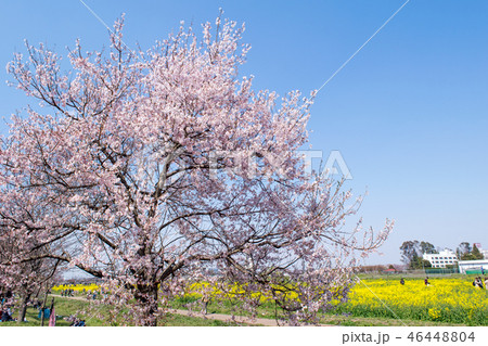 埼玉県　幸手市　桜と菜の花・幸手権現堂桜堤（さってごんげんどうさくらつつみ） 46448804