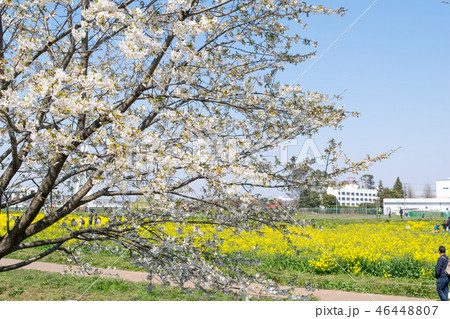 埼玉県　幸手市　桜と菜の花・幸手権現堂桜堤（さってごんげんどうさくらつつみ） 46448807