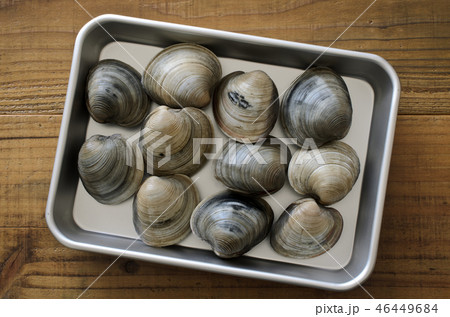 ホンビノス貝 ホンビノス貝 46449684